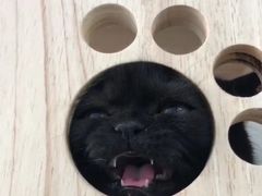 -心仪动物医院·牙专科·肿瘤·心脏科(西客站院)