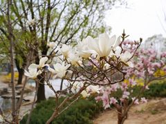 -朝阳公园