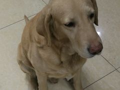 -康乐宝动物医院