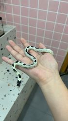 -Moni星球萌宠·小马宝莉·灵蛇·高端高阶全萌宠互动体验俱乐部(红豆国际广场店)