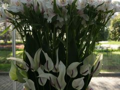 -上海鲜花港