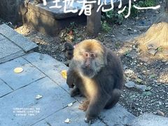 -峨眉山风景名胜区