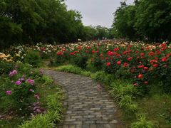 -鹅湖玫瑰文化园