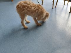 -博特宠物医院24h犬猫全科.骨科·异宠