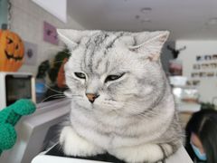 -平行世界·猫咖(首经贸店)