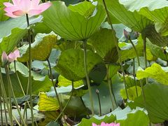 -荔湾湖公园