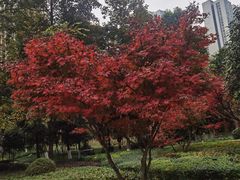-龙头寺公园