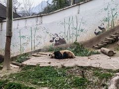 -中国大熊猫保护研究中心雅安碧峰峡基地