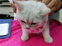 -安安宠物医院(情缘分院)