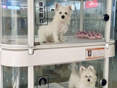 -翊宠yipet猫狗购宠庄园犬舍•猫舍