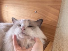 -藏猫猫咖啡主题馆(中央大道店)