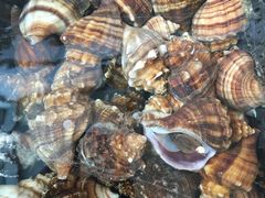 -浪琴湾尾角仔海鲜坊