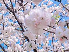 -顾村公园