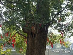 -绳金塔
