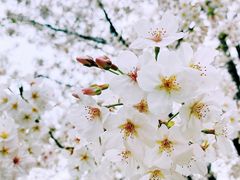 -顾村公园