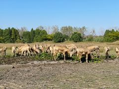 -溱湖国家湿地公园