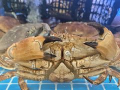-七欣天香辣蟹火锅(苏州相城VIP总店)