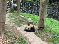 -都江堰中华大熊猫苑