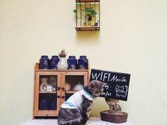 -猫色咖啡·猫咖