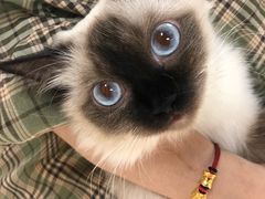 -猫和宫(六道口店)