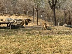 -北京野生动物园