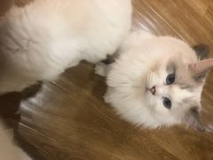 -滚猫咖啡·猫咖·猫友好撸猫(未来城店)