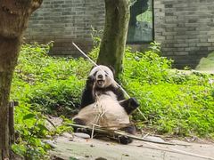 -都江堰中华大熊猫苑