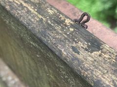 -野象谷景区
