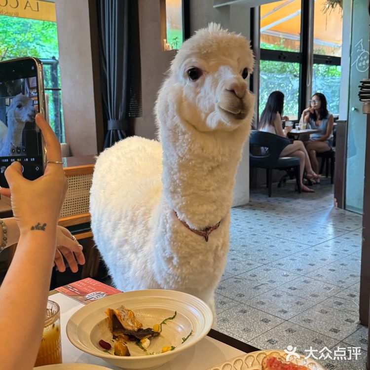 🦙羊羊陪伴的高颜值小酒馆🥞