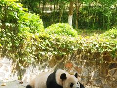 -都江堰中华大熊猫苑