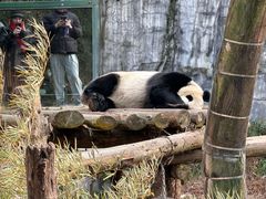-鸡鸣汤包(红山动物园店)