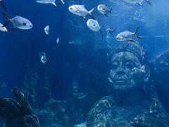 -暹罗海洋世界
