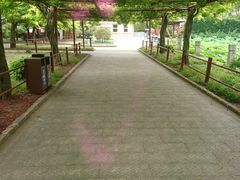 -嘉定紫藤园