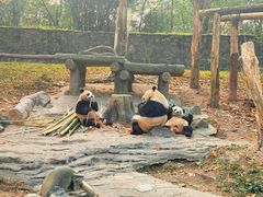 -都江堰中华大熊猫苑