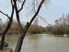 -上海滨江森林公园
