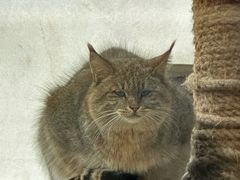 -青藏高原野生动物园