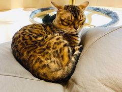 -飞行喵MR PILOT|猫舍·猫咖(静安大融城店)