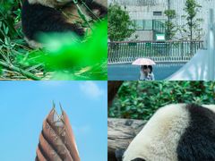 -成都大熊猫繁育研究基地