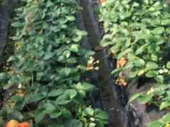 -胜丰草莓采摘园