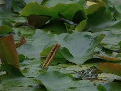 -成都市活水公园