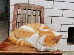 -爱侣宠医·鹦鹉专科·小型哺乳类·异宠专科(灵石路店)