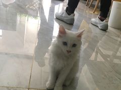 -龍歌自助小火锅(城阳万象汇店)