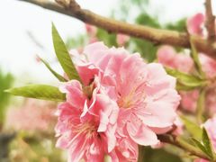 -海棠花溪(元大都城垣遗址公园)