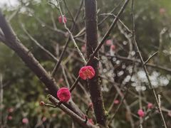 -八大山人梅湖景区