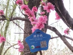 -海棠花溪(元大都城垣遗址公园)
