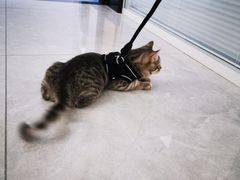 -瑞派长江宠物医院·猫科·外科·24小时夜护(谊城公寓分院)