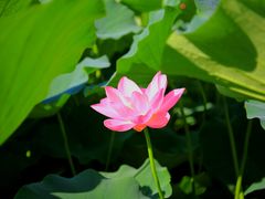 -莲花池公园