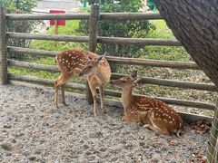 -苏州太湖西山岛开心农场