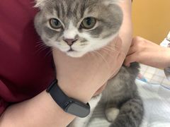 -美联众合动物医院(·中兽医·疑难杂症·严家桥分院)