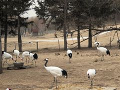 -沈阳森林动物园